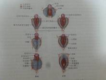 <em>女性</em>为什么会有<em>处女膜</em>?【1】-新闻频道-手机搜