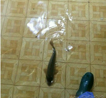 上不<em>穿内裤</em>下载:公交车吴云:<em>老公不让穿内裤</em>坐