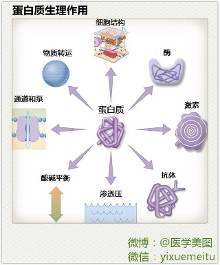 医学基础 l 蛋白质生理作用