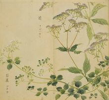 青青子衿 悠悠我心:诗经中的植物下