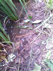 长篇连载日记:农村人钓鱼史诗级日记第二章【