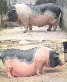 你知道中国自有的猪品种吗?中国地方猪种介绍