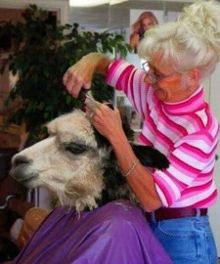 <em>剪头发学</em>开车 盘点动物的拟人萌态(组图)-新闻