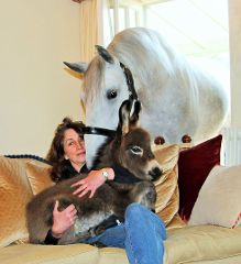 英国女子家中养驴和马做宠物 关系亲密