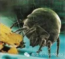 开始只是长<em>红疙瘩</em>,后来竟大片<em>掉头发</em>!夏天一定