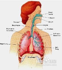 唱歌技巧和发声方法练习【新格音乐】