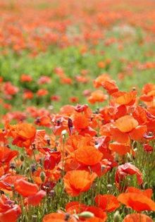 小学生博学宝库:世界上8种美丽又致命的动植物