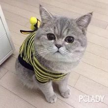 喵星人:我也想靠脸吃饭,可惜天不作美!呜呜-新