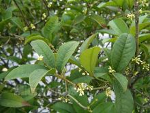 桂花树图片\/桂花树种植技术