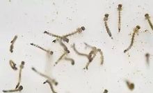 防患未然:一起来认识寨卡病毒病