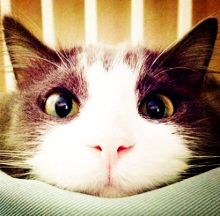 猫咪打喷嚏但是很活泼怎么办?怎么一回事