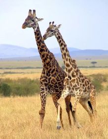 告诉你接吻的正确姿势【6】-新闻频道-手机搜