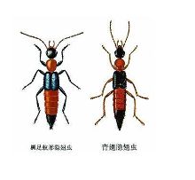 奇瑞qq保养灯怎么消除_艾瑞泽7保养灯手动消除_灯下的小飞虫怎么消除