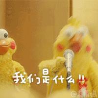 小图  鸡年火了两只鹦鹉算咋回事儿阿?