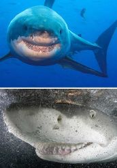 鲨鱼"咧嘴大笑"超有爱 盘点会笑的可爱动物
