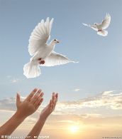 鸽子象征和平友谊