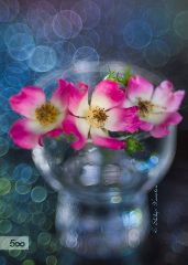 何谓医院JCI认证?