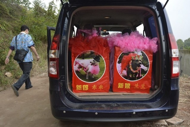 原标题:成都动物救助中心办宠物婚礼 2013年