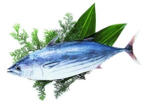 鱼多久可以长大 a1mijf5739965549340.jpg