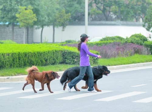 首轮普查失败郑州将再次"搜狗" 规定禁养34种犬(图)