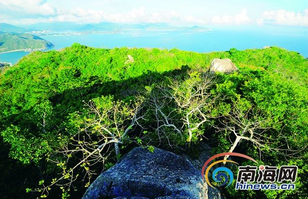 在三亚市区内,鹿回头半岛,安游等地植被茂密,在火岭自然保护区等地