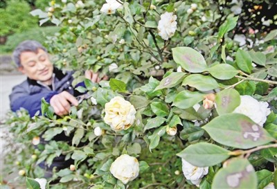 重庆也有"国际茶花名园" 这个周末南山赏茶花(图)