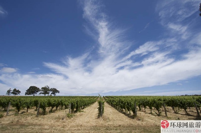 圣巴巴拉:洛斯阿拉莫斯葡萄园(los alamos vineyards )