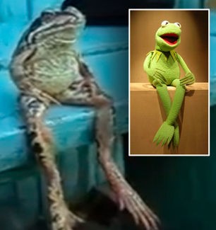青蛙坐板凳姿势如人类 网友趣称其在等公车(图)