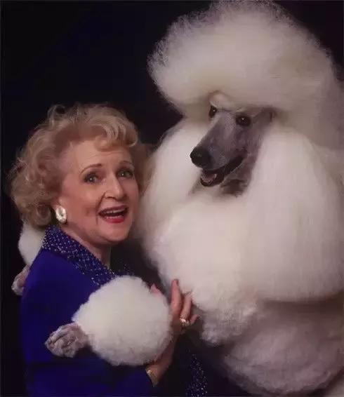 贵族妇女们最喜欢这类犬种,还给它改名为"贵宾犬",因此也叫"贵妇犬"