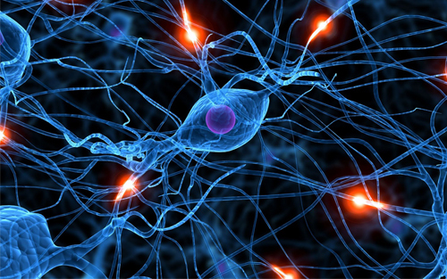 science:人类出生后大脑神经元仍然在继续迁移