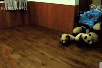 这群说着川普的熊猫团子萌翻b站了喂
