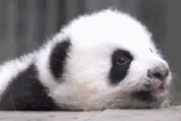 这群说着川普的熊猫团子萌翻b站了喂