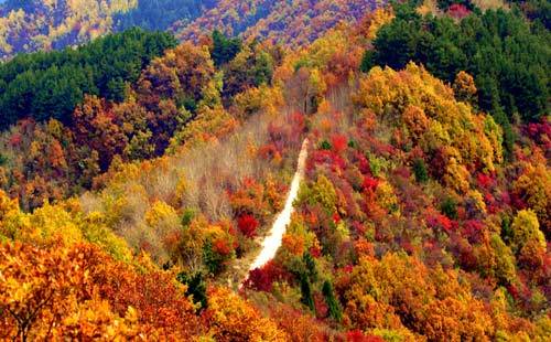 每年9月下旬至10月中上旬是祖山红叶的最佳观赏期,色彩斑斓,美丽多姿