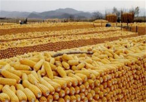 现在可以种大豆和玉米了吗 a25jw26443346648855.jpg