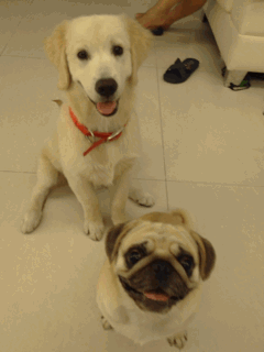 搞笑gif:这哥们的表情简直是太到位了!