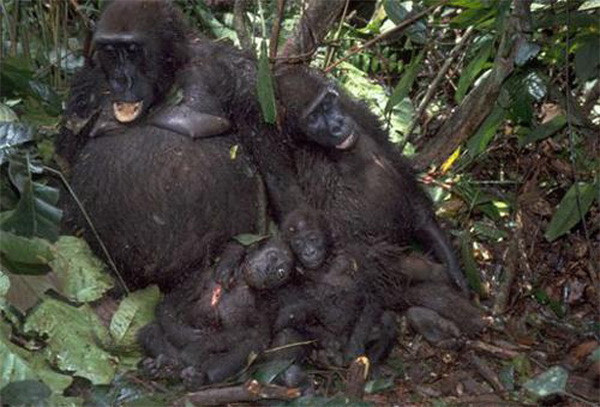 每年非洲森林会产出100万吨丛林肉,已经濒临灭绝的大猩猩处在困境中