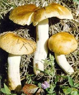白黄粘盖牛肝菌