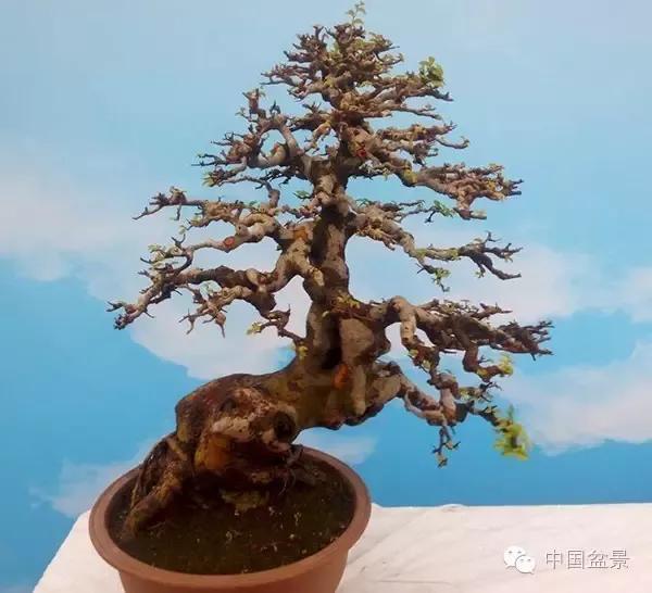 奇特树桩盆景欣赏—兼谈盆景作品拍摄技巧