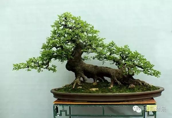 单反拍摄内景技巧_单反如何拍摄延时摄影_单反相机拍摄盆景的摄影技巧