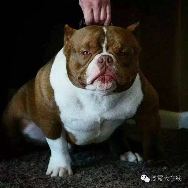 合肥翼龙恶霸犬舍