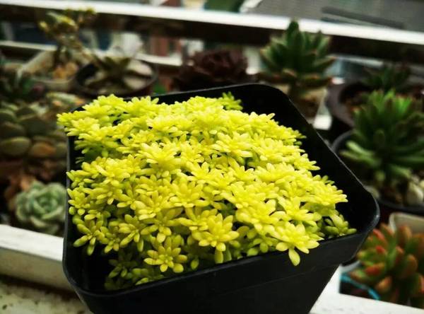 如何种植黄金草 a9cr3m73758130084596.jpg