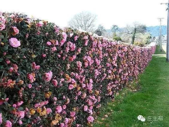 那就种一道花篱,绝对惊艳你的世界,比如茶花绿篱,这是一种怎样的炫目.