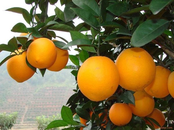 脐橙有哪些品种 你可能不知道的秘密:赣南脐橙