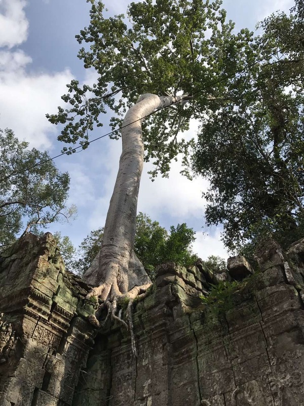 古墓丽影拍摄地:只要你够坚强都可以成为苍天大树