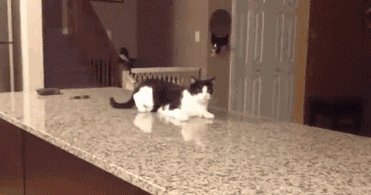 趣图精选:别惹我,我脑子可不好使.