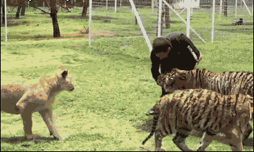 摔公的算什么,有种去惹惹母老虎