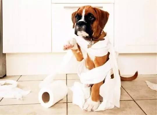 怎么教狗狗去厕所里面 a1f4vw8946335353855.jpeg