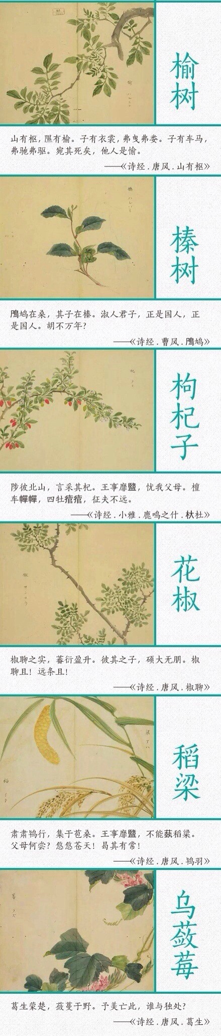 《诗经》里描写植物的优美诗句!