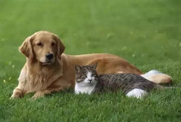 这些猫和狗的合影简直萌化了!