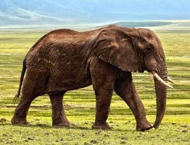 大象为什么要踮脚走路?